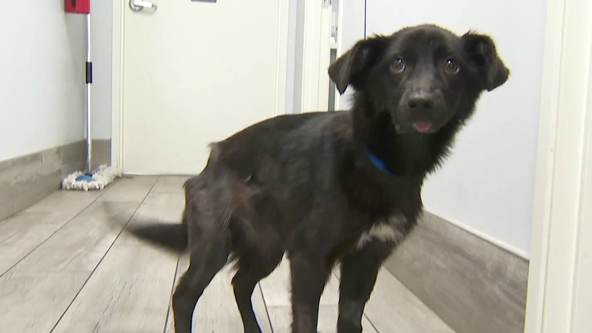 A puppy named Kala found severely abused in Turkey and was brought to a rescue in Sherman Oaks. (Credit: KTLA)