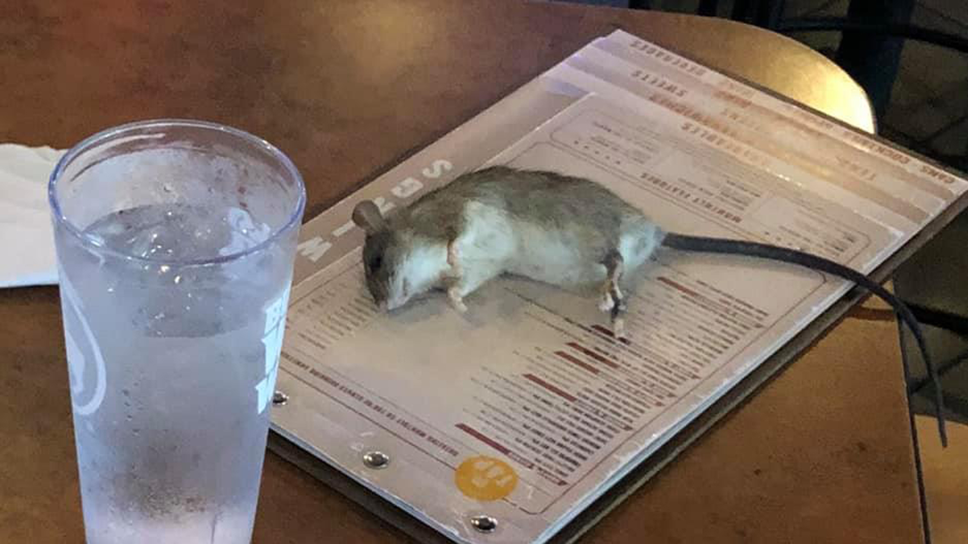 A rat is seen after it fell onto a dining table at Buffalo Wild Wings in Westchester on June 20, 2019, in a photo posted to Facebook by Alisha Kent Norman.