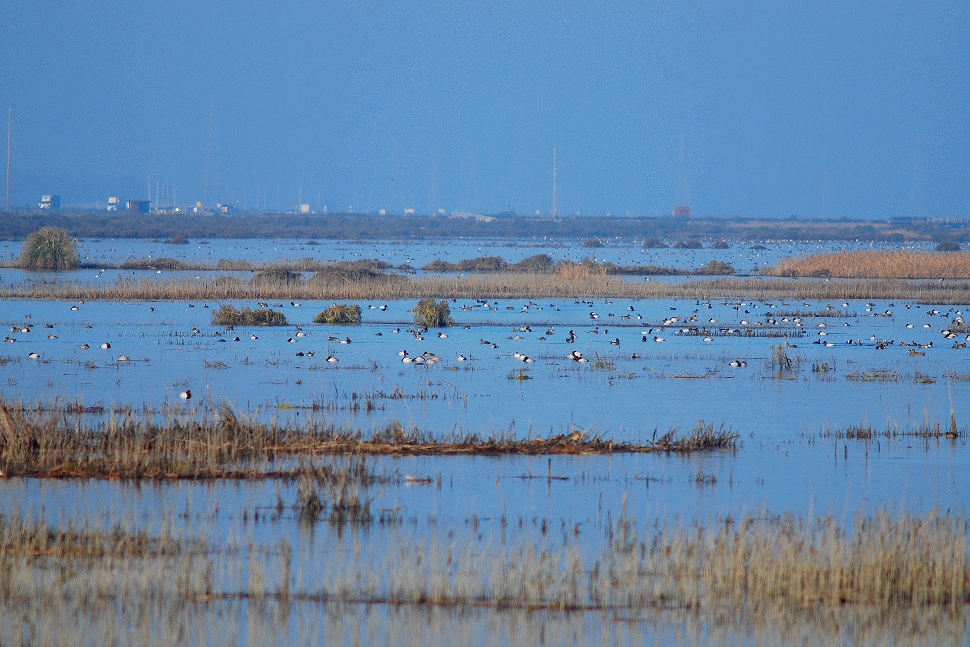 Ducks are seen at the Cullinan Ranch Unit in San Pablo Bay Refuge in a photo posted on the Facebook page for the San Francisco Bay NWR Complex in February 2015.