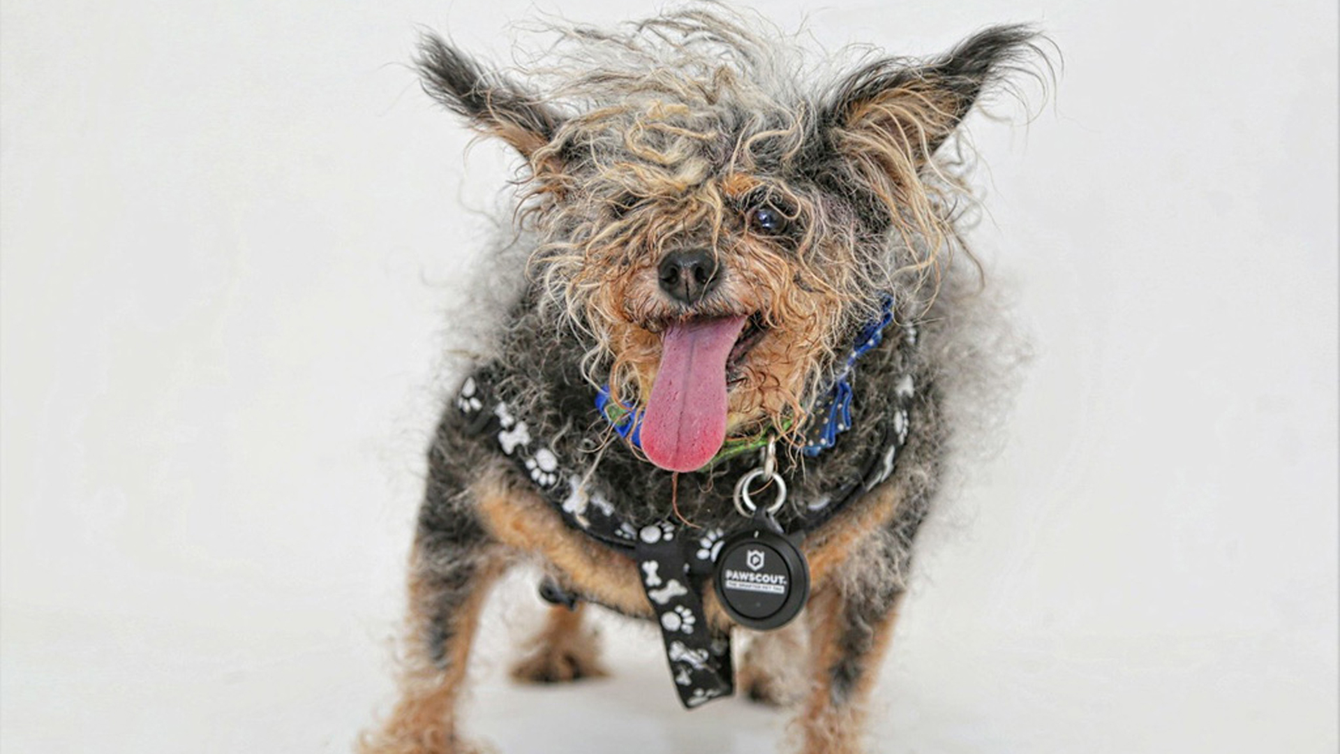 "Scamp the Tramp" was named the World's Ugliest Dog at the Sonoma-Marin Fair in Petaluma on June 21, 2019. (Credit: Sonoma-Marin Fair)