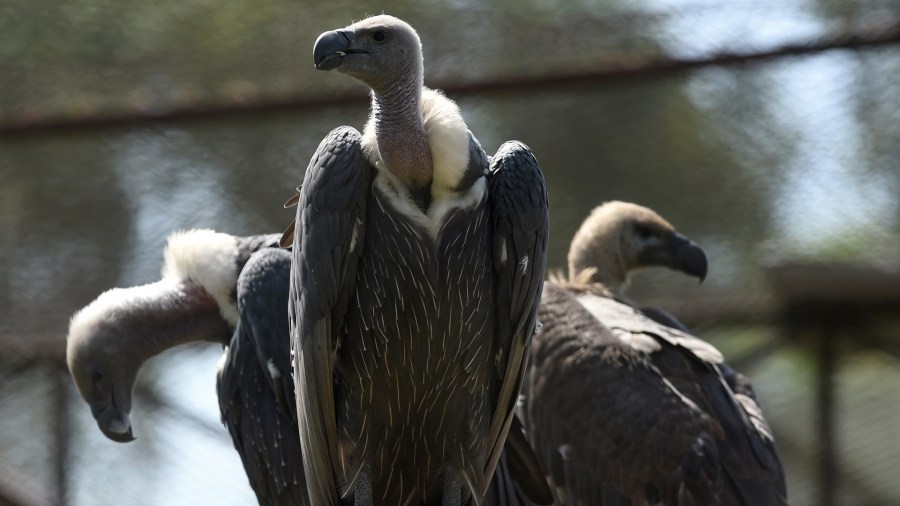 This file photo taken on September 20, 2017, shows white-backed vultures. (Credit: ARIF ALI/AFP/Getty Images)