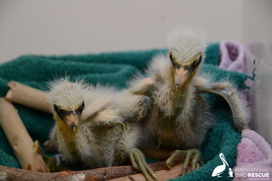 Snowy Egrets are seen at the International Bird Rescue in the San Francisco Bay Area on July 11, 2019. (Credit: Isabel Luevano/ International Bird Rescue)