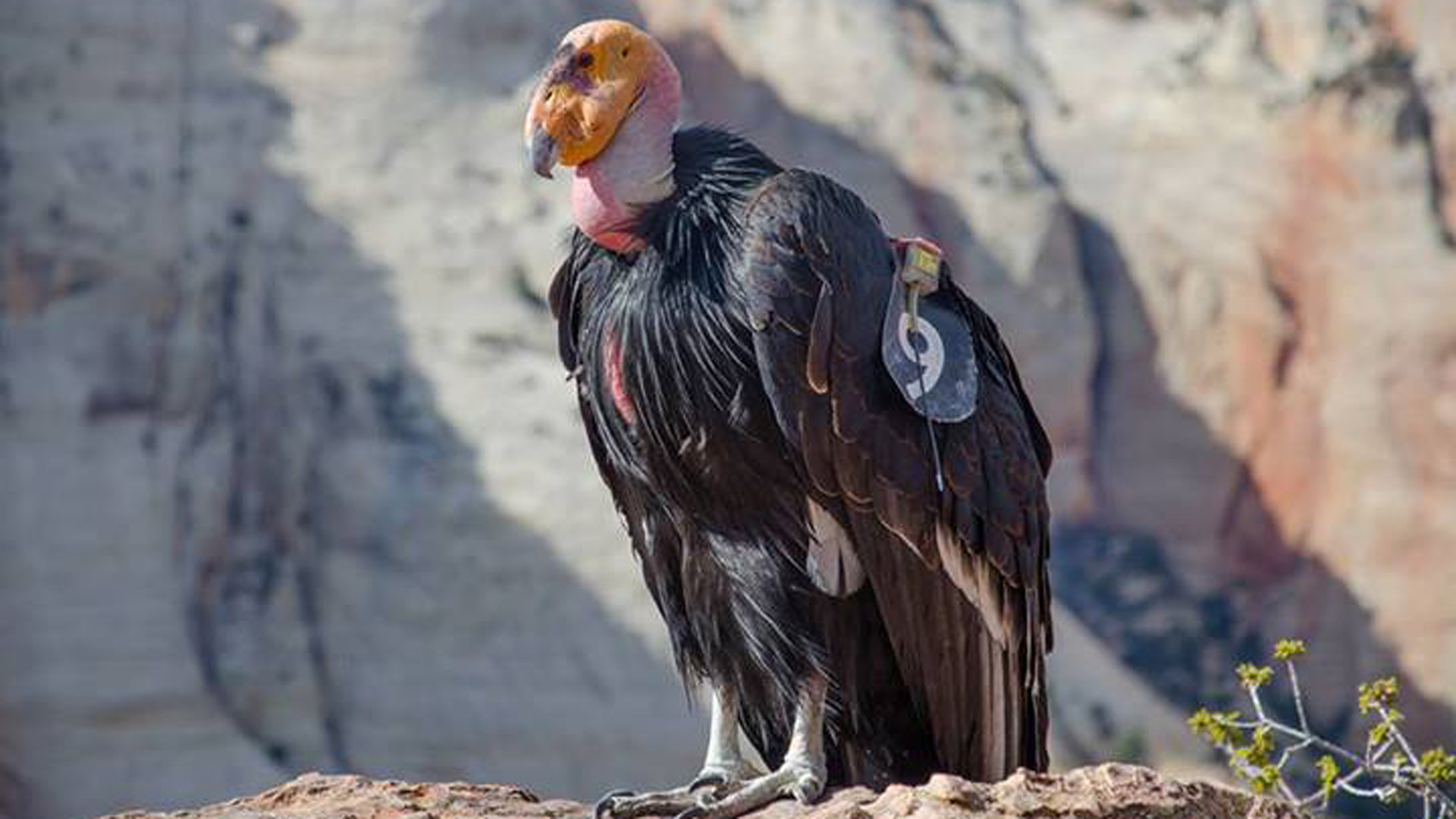 Condor 409 (wing tag 9) is the female of the breeding pair at Zion. (Credit: U.S. National Park Service)