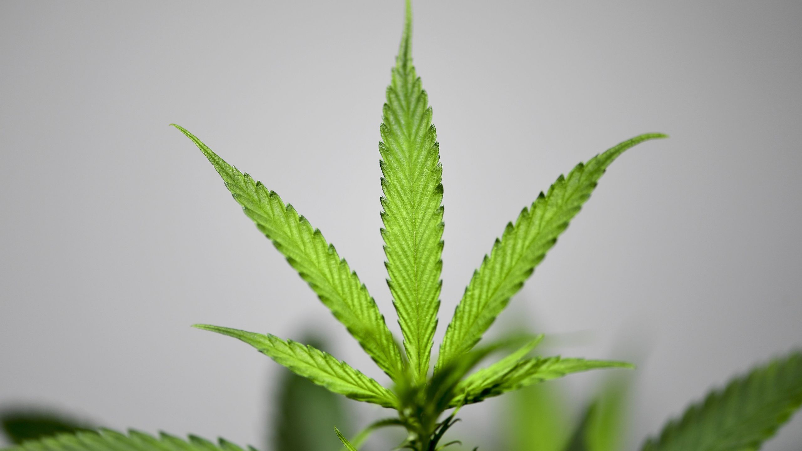 A picture taken on June 5, 2019, shows a cannabis plant in a grow room at the Hemp Embassy store in Milan, one of the first shops in Italy dedicated to cannabis.(Credit: Miguel Medina / AFP / Getty Images)