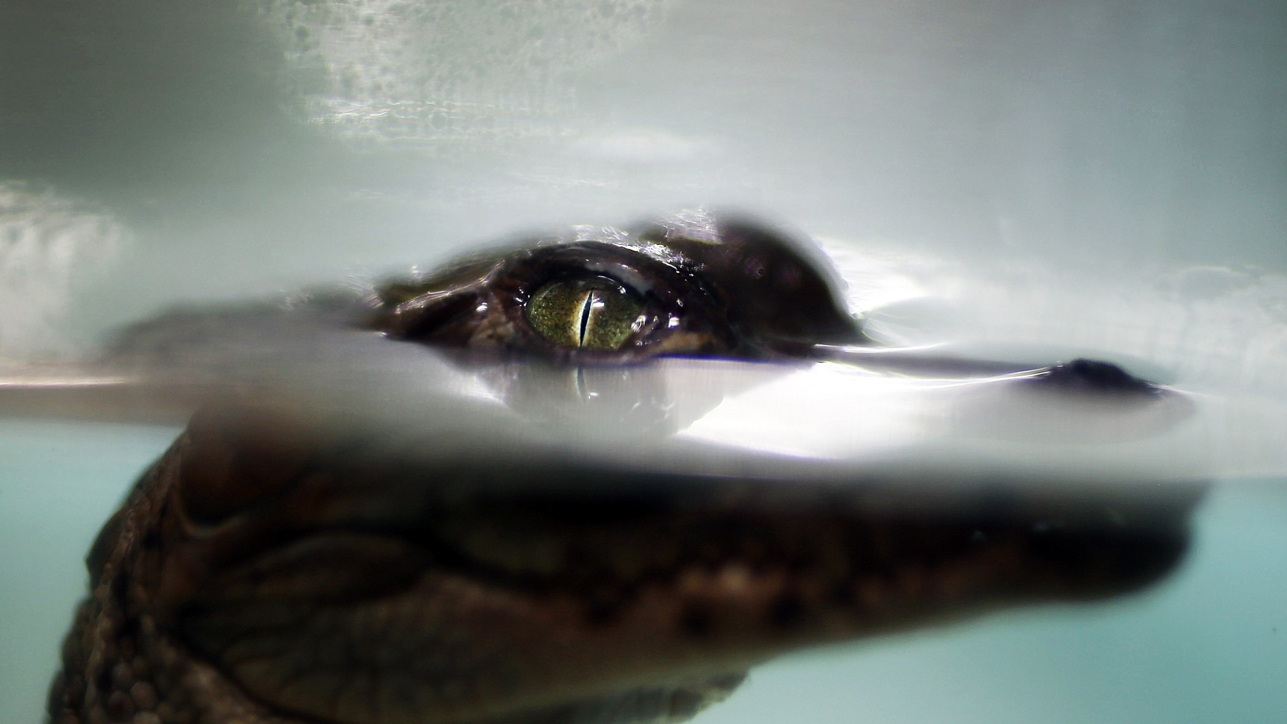 A crocodile hatchling is seen at a canal near the Florida Power & Light's Turkey Point Nuclear Power Plant where they protect the crocodile and conduct research by counting their nests annually to record population changes June 28, 2012 near Florida City, Florida. (Credit: Joe Raedle/Getty Images)