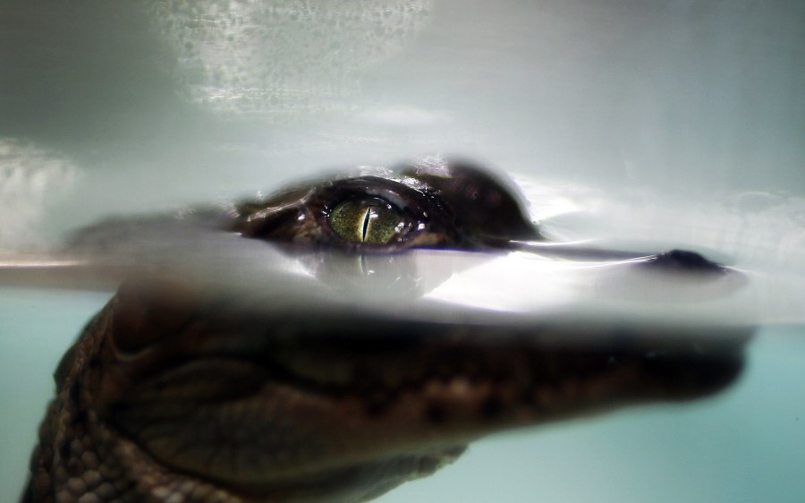 A crocodile hatchling is seen at a canal near the Florida Power & Light's Turkey Point Nuclear Power Plant where they protect the crocodile and conduct research by counting their nests annually to record population changes June 28, 2012 near Florida City, Florida. (Credit: Joe Raedle/Getty Images)