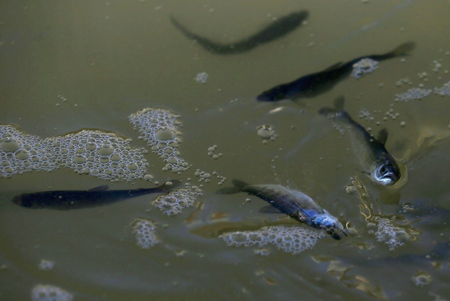 Fingerling Chinook salmon swim in a holding pen after they were transferred from a truck into the Mare Island Strait on April 22, 2014, in Vallejo. (Credit: Justin Sullivan/Getty Images)