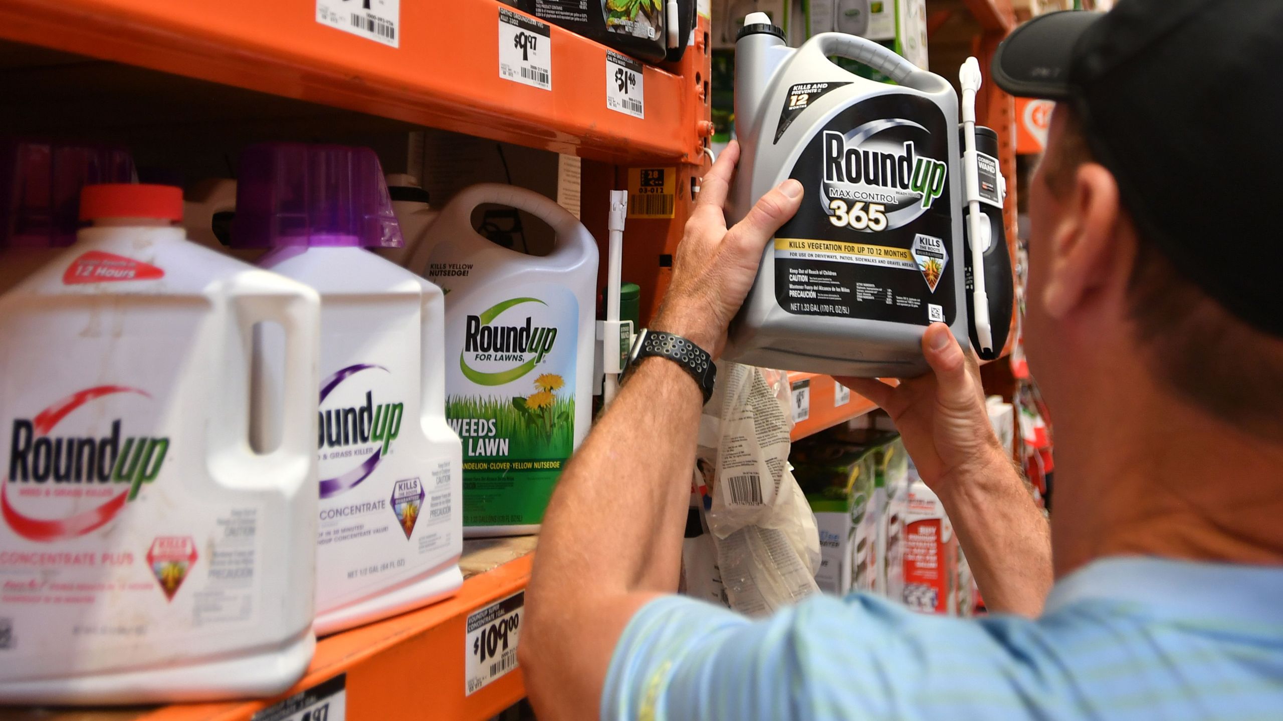 A customer shops for Roundup products at a store in San Rafael, California, on July, 9, 2018. (Credit: Josh Edelson/AFP/Getty Images)