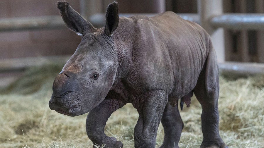 The rhino calf, which the zoo referred to as "a tiny tank puppy" on Instagram, is the first successful artificial insemination birth of a southern white rhino in North America, the zoo said in a statement. (Credit: Ken Bohn/San Diego Zoo Safari Park)