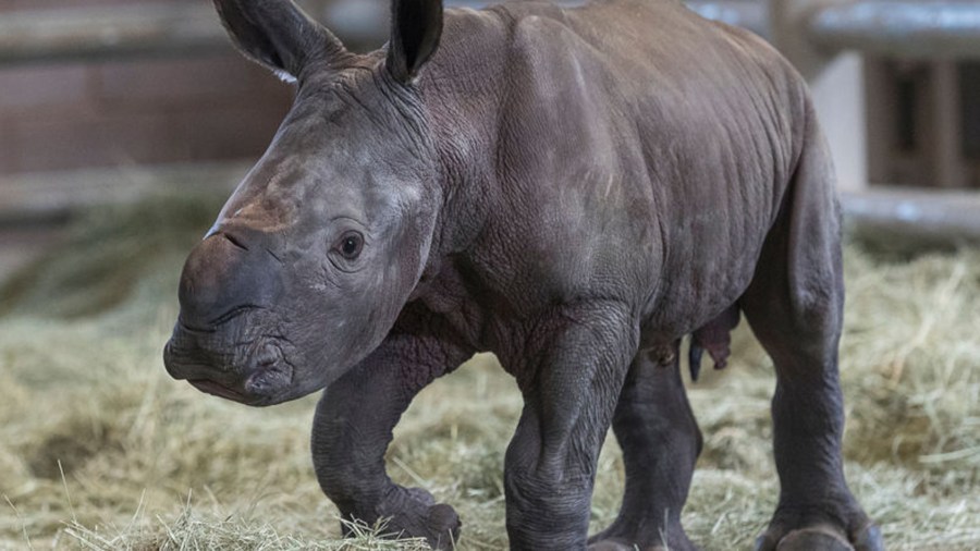 A day-old southern white rhino calf stands on its wobbly legs at the Nikita Kahn Rhino Rescue Center at the San Diego Zoo Safari Park. (Credit: San Diego Zoo Safari Park)