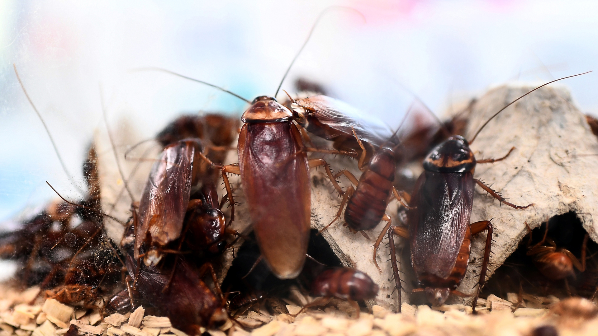 A picture taken on March 29, 2018 shows cockroaches locked in a container at the laboratory of the center of research on infectious diseases of the University Hospital Institute (IHU) Mediterranean Infection, in Marseille. France. (Credit: ANNE-CHRISTINE POUJOULAT/AFP/Getty Images)