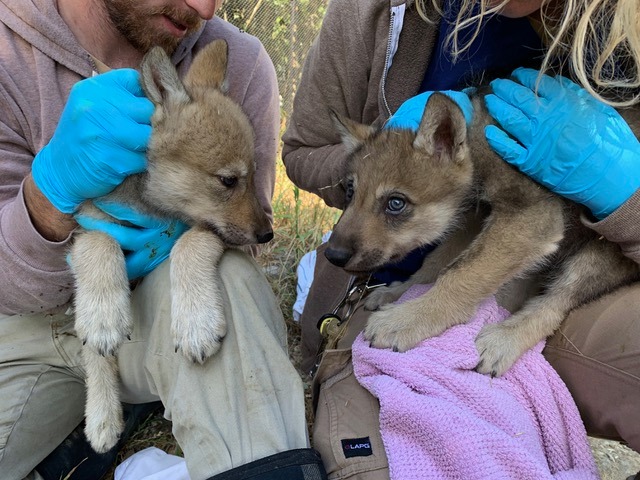 Staffers hold two wolf pups in a photo posted to Facebook by the Oakland Zoo on June 28, 2019.