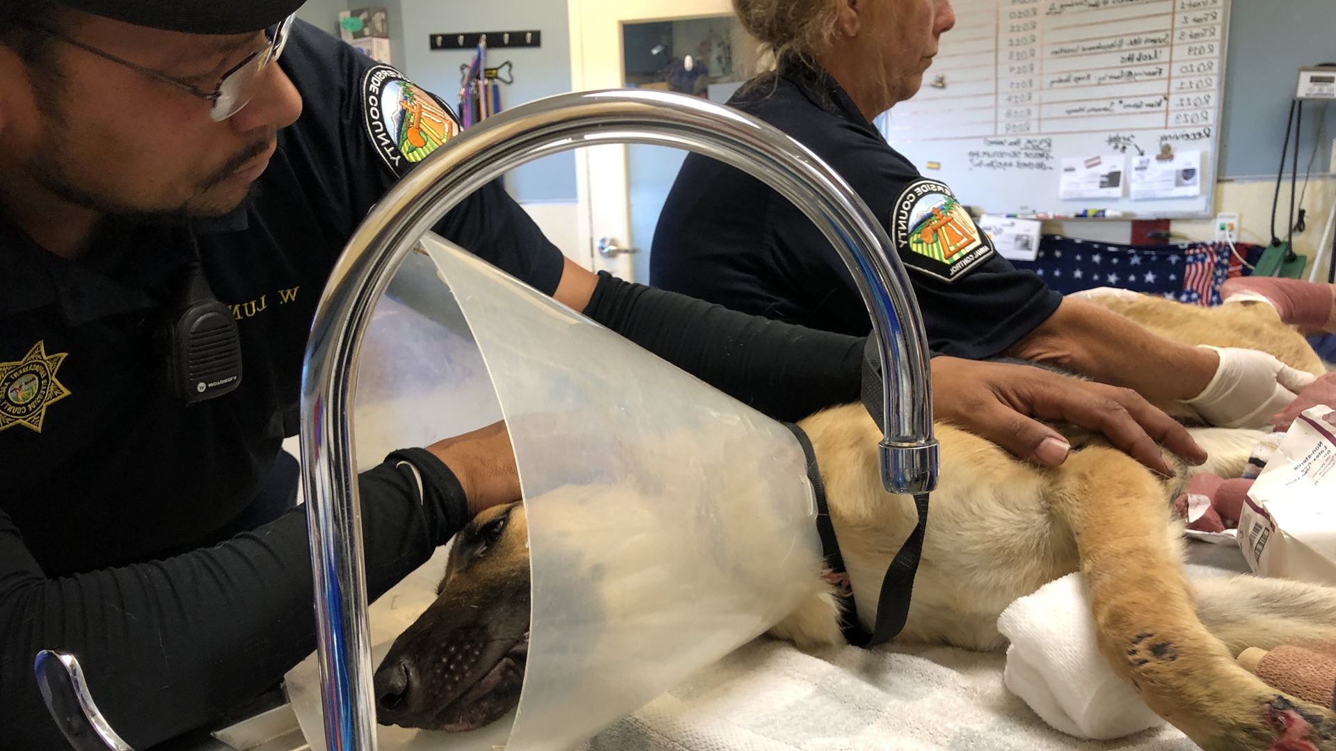 Animal Services Officer Will Luna comforts injured German shepherd Beauty as she receives treatment at a Jurupa Valley shelter in this photo released Aug. 9, 2019, by the Riverside County Department of Animal Services.