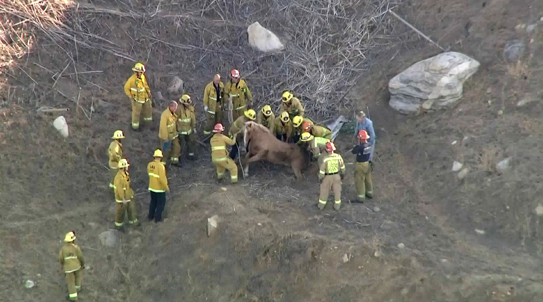 Firefighters work to rescue a horse trapped in a Sunland area hillside on Aug. 9, 2019. (Credit: KTLA)