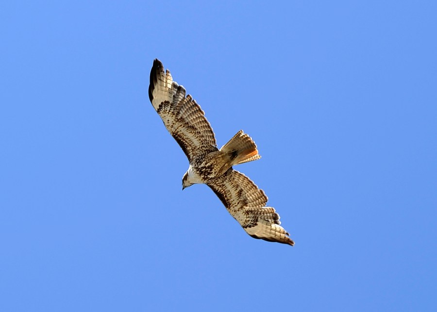 A file photo shows a red-tailed hawk in Long Beach, California on May 10, 2011. (Credit: Kevork Djansezian /Getty Images)