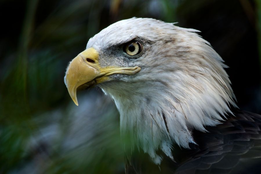 A bald eagle is seen along the American Trail at the Smithsonian National Zoo Aug. 11, 2016 in Washington, D.C. (Credit: BRENDAN SMIALOWSKI/AFP/Getty Images)