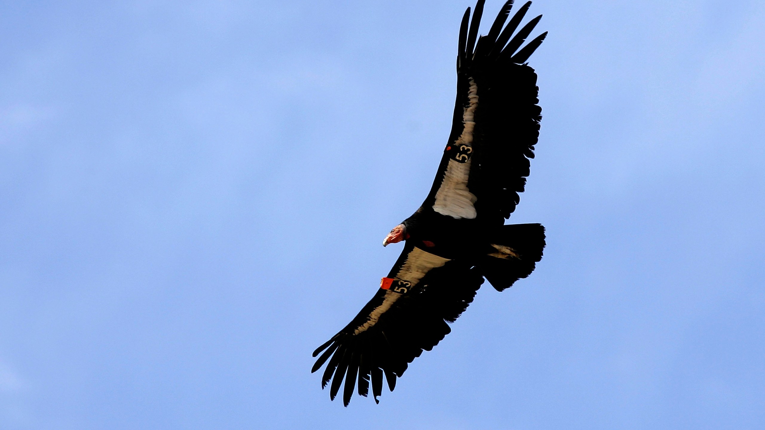 A rare and endangered California condor flies through Marble Gorge, east of Grand Canyon National Park, on March 22, 2007. (Credit: David McNew / Getty Images)