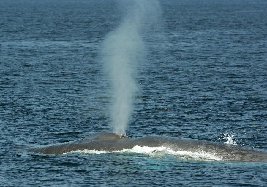 A blue whale exhales through its blowhole, in the Pacific Ocean off the coast of Long Beach, California on July 16, 2008. (Credit: ROBYN BECK/AFP/Getty Images)