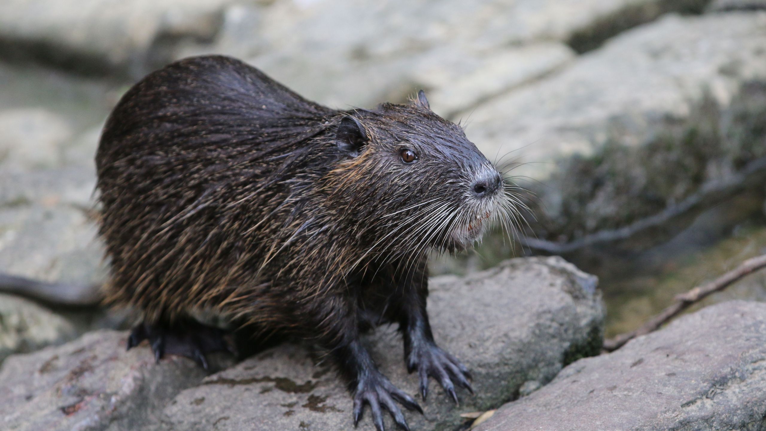 A nutria is pictured in a park in Frankfurt, western Germany, on June 9, 2018. (Credit: Yann Schreiber/AFP/Getty Images)