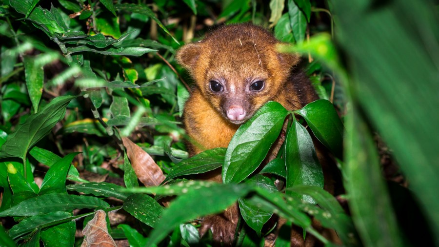 In this file photo, a young kinkajou is seen in the jungle in Belize. (Credit: iStock / Getty Images Plus)