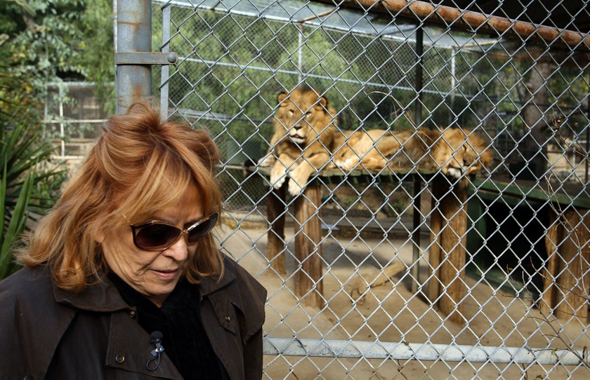 Martine Colette, who founded the Wildilfe Waystation, stands near African lions Leo Zaire, left, and Katunga at the facility in 2011. ( Credit: Gary Friedman/Los Angeles Times)