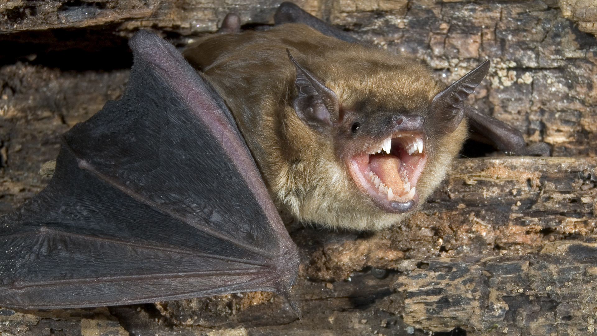 A brown bat is seen in this undated file photo. (Credit: iStock / Getty Images Plus)