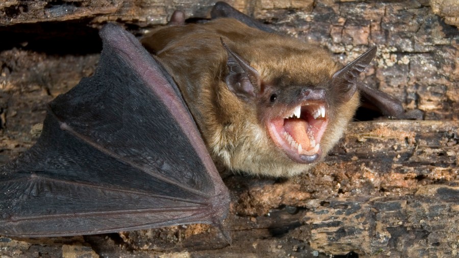 A brown bat is seen in this undated file photo. (Credit: iStock / Getty Images Plus)