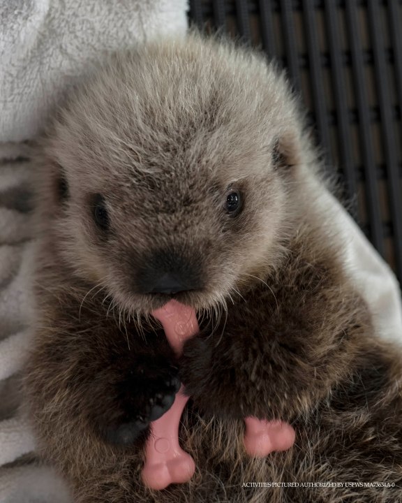 Cinder plays with a toy in this photo released by SeaWorld San Diego on Sept. 11, 2019.