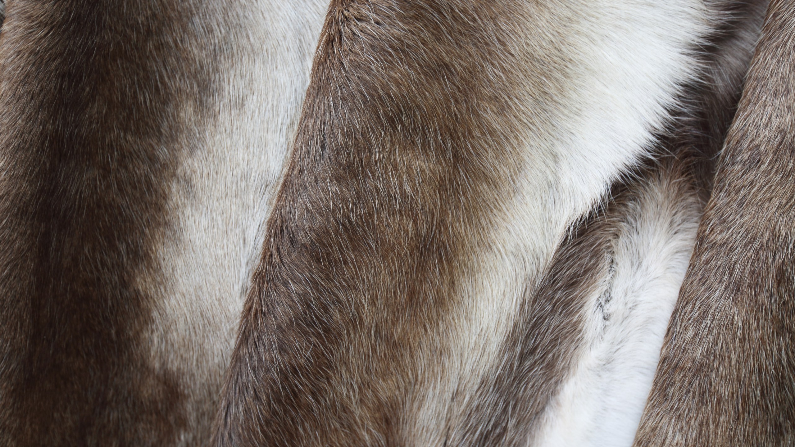 Deer pelts are seen at fair in Norway in this file photo. (Credit: Getty Images)