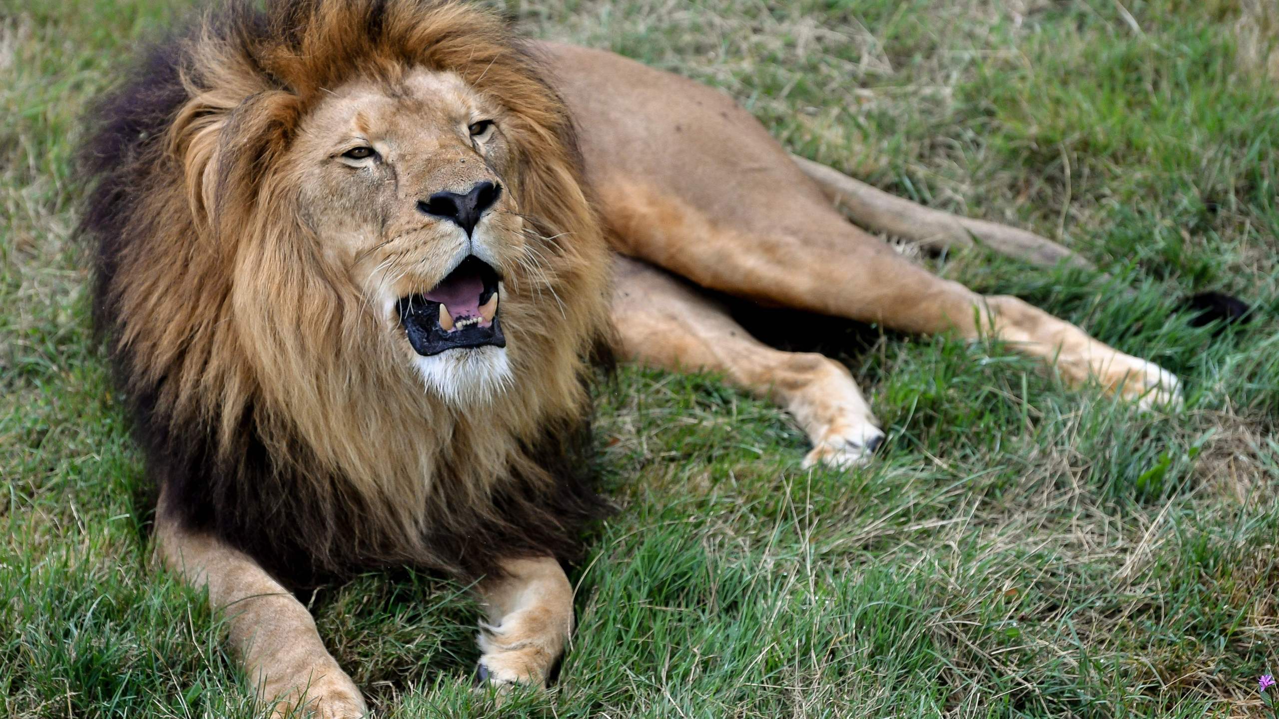 A lion is seen in this file photo taken on August 15, 2019. (Credit: PHILIPPE HUGUEN/AFP/Getty Images)