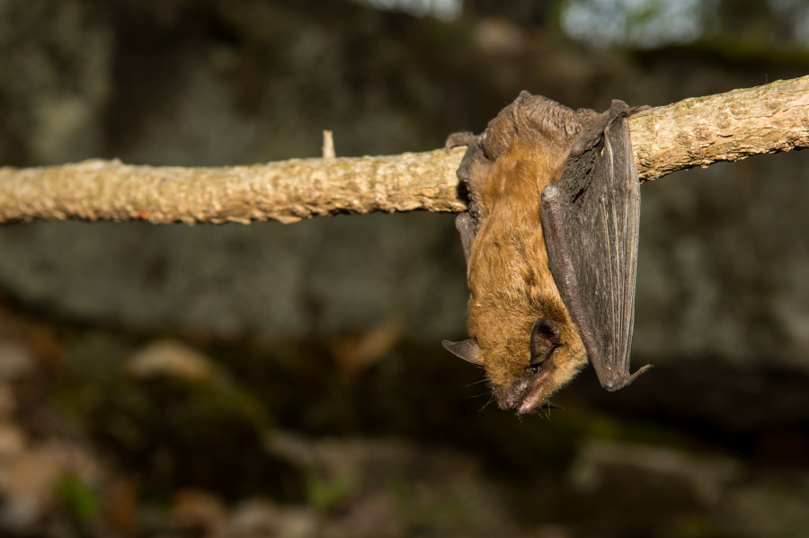 A big brown bat roosting on a vine in this undated file photo. (Credit: Getty Images)