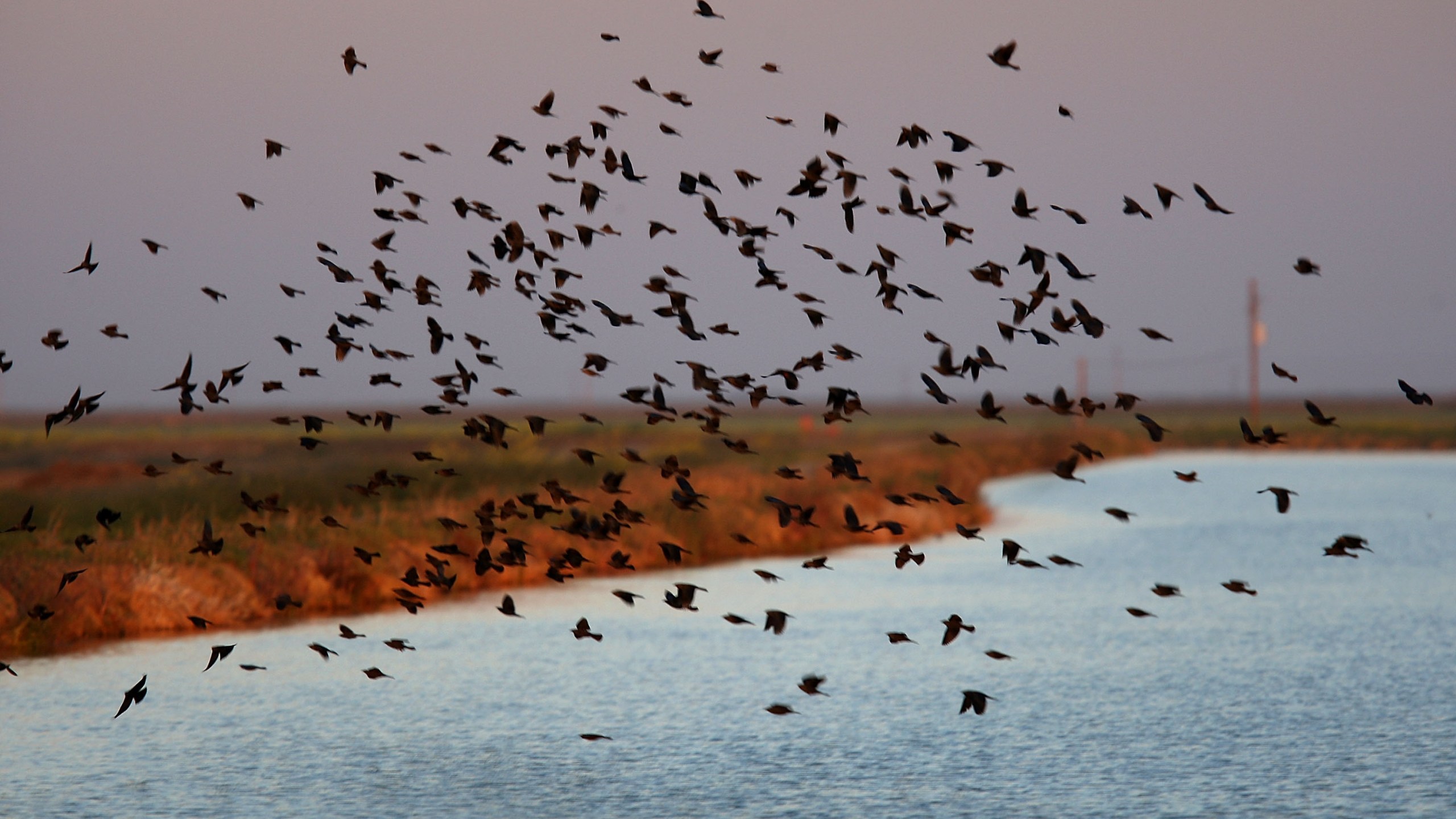 Blackbirds fly over an irrigation canal on April 17, 2009 near Firebaugh in Fresno County. (Credit: David McNew/Getty Images)