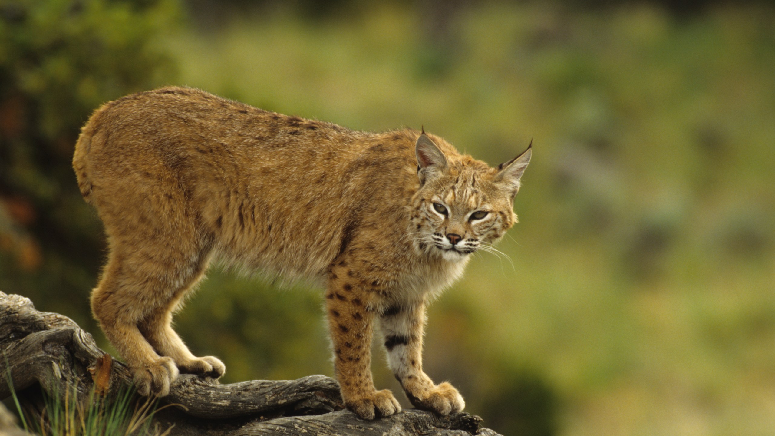 A bobcat is seen in this file photo. (Credit: iStock/Getty Images Plus)