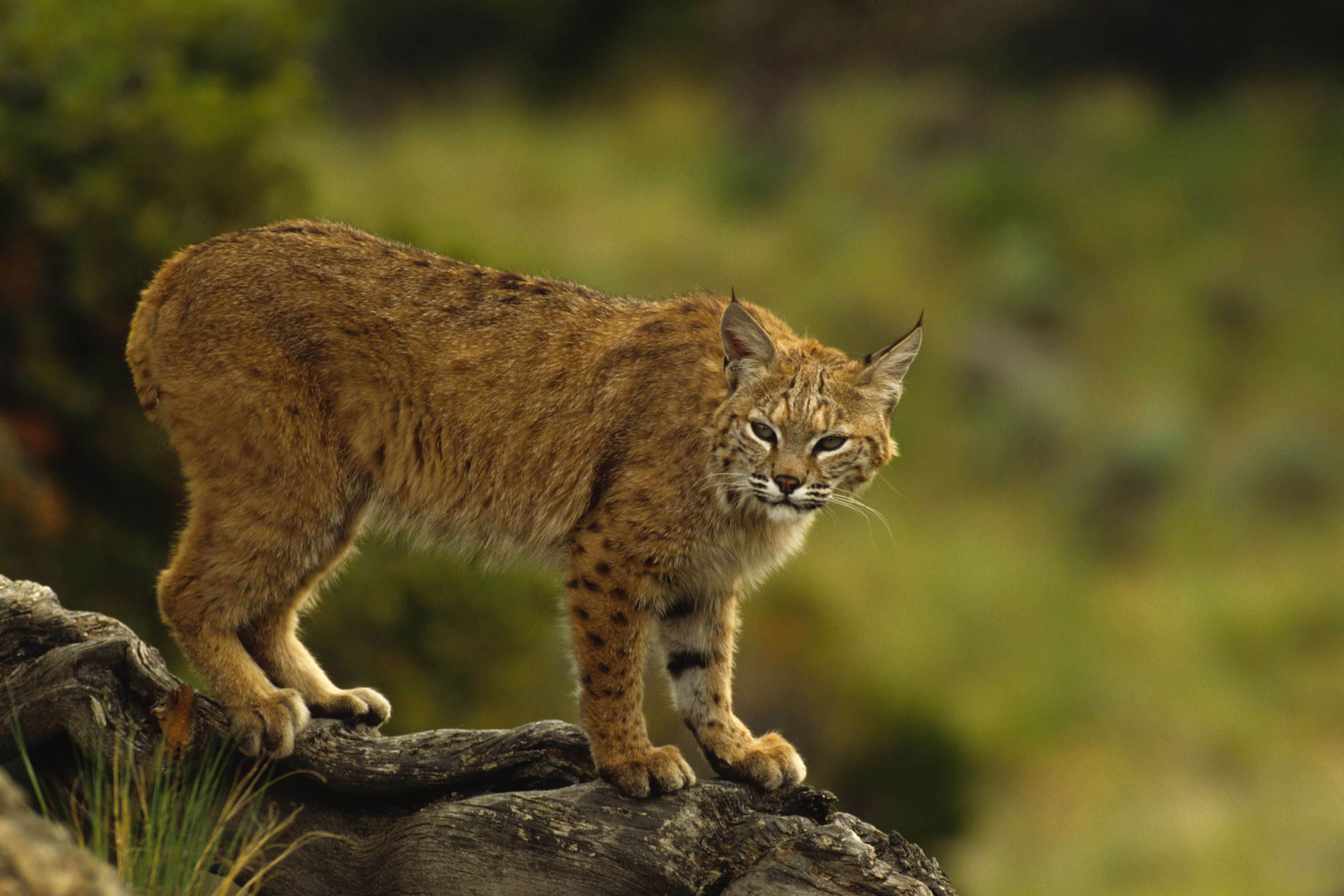 A bobcat is seen in this file photo. (Credit: iStock/Getty Images Plus)