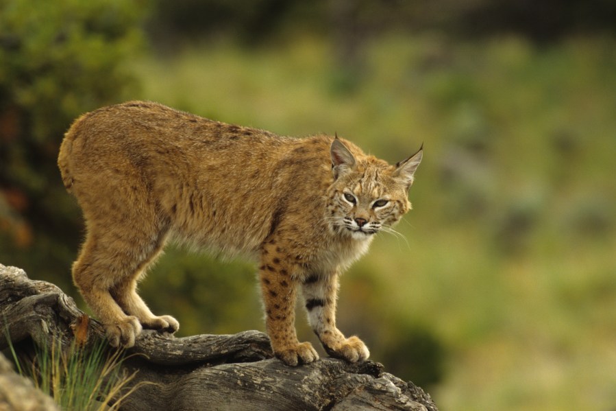 A bobcat is seen in this file photo. (Credit: iStock/Getty Images Plus)