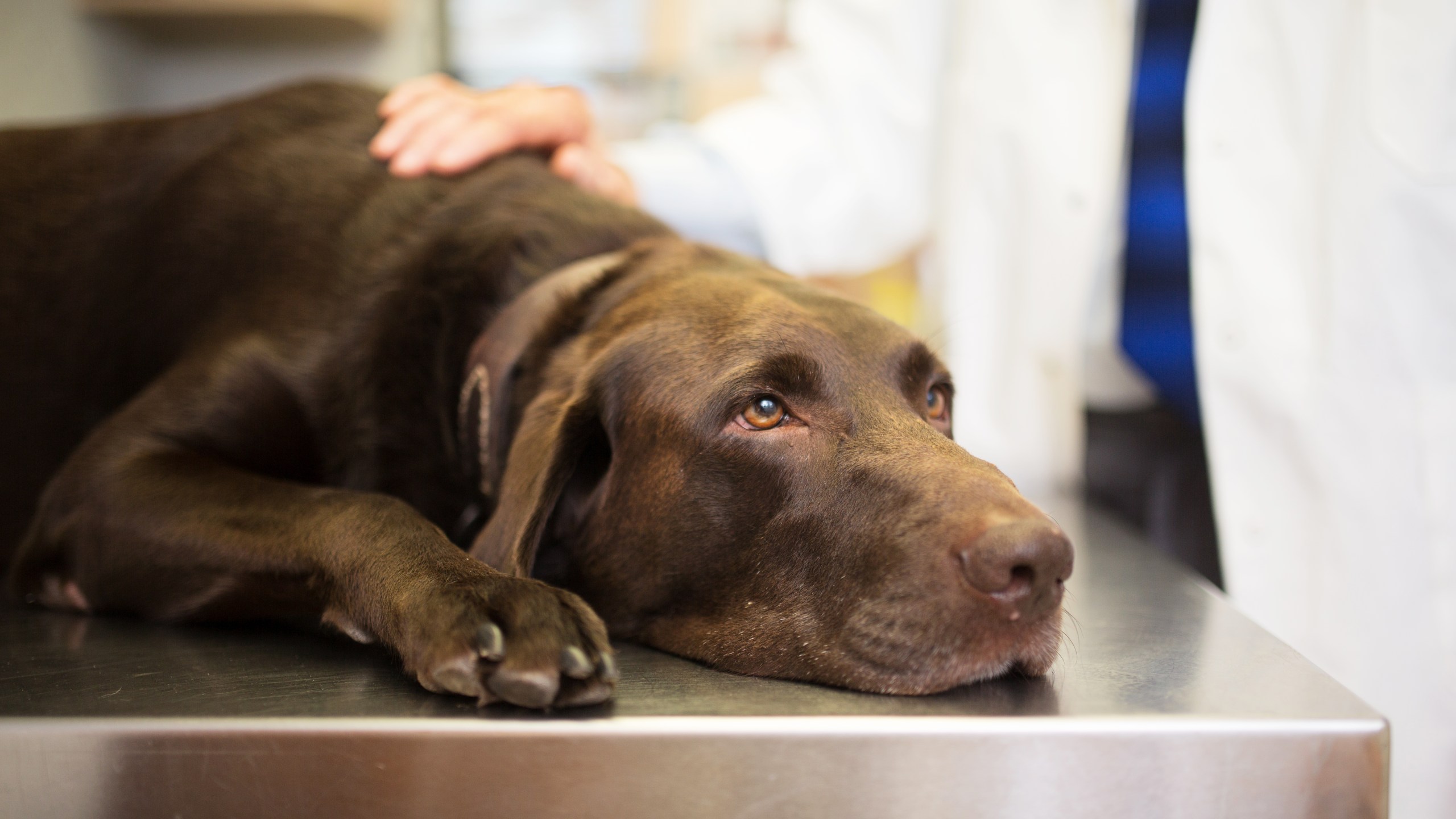 A veterinarian places a hand on a dog in this file photo. (Credit: Getty Images)