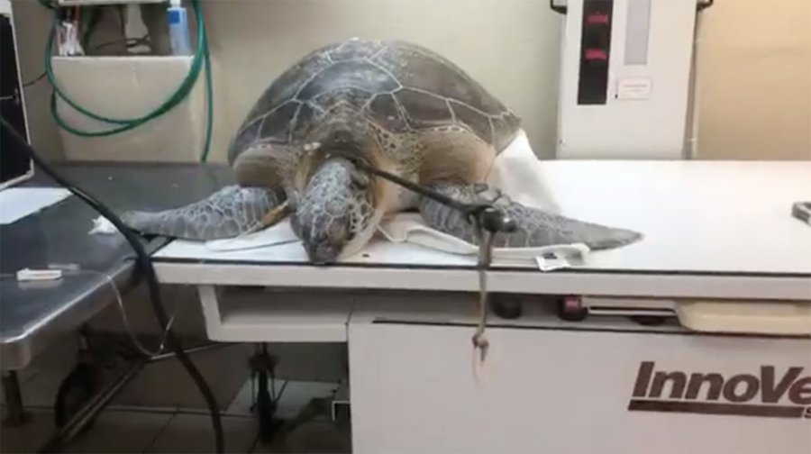 A green sea turtle was found with a 3-foot-long spear in its neck and rescued, according to nonprofit Turtle Hospital in Marathon, Florida. (Credit: The Turtle Hospital/Facebook via CNN Wire)