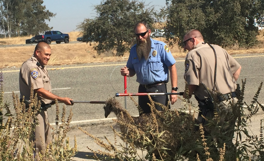 Officers catch an emu after a brief chase on Highway 99 near Fresno on Sep. 13, 2019. (Credit: California Highway Patrol)