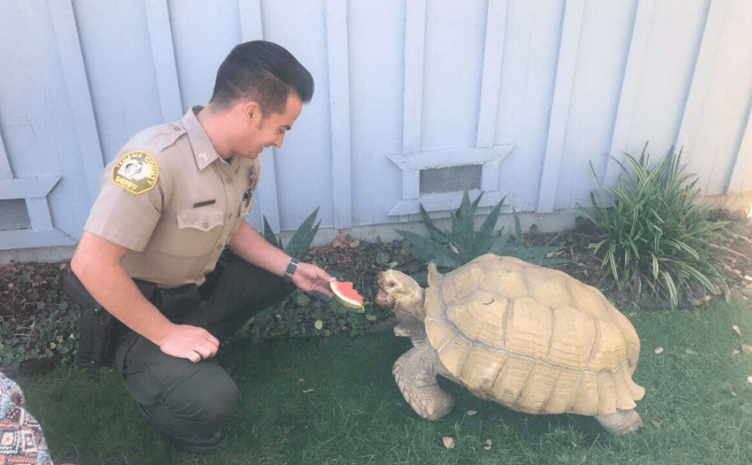 A deputy feeds watermelon to an escaped tortoise in the Red Bluff area on Sept. 16, 2019. (Credit: Tehama County Deputy Sheriffs Association/ Facebook)