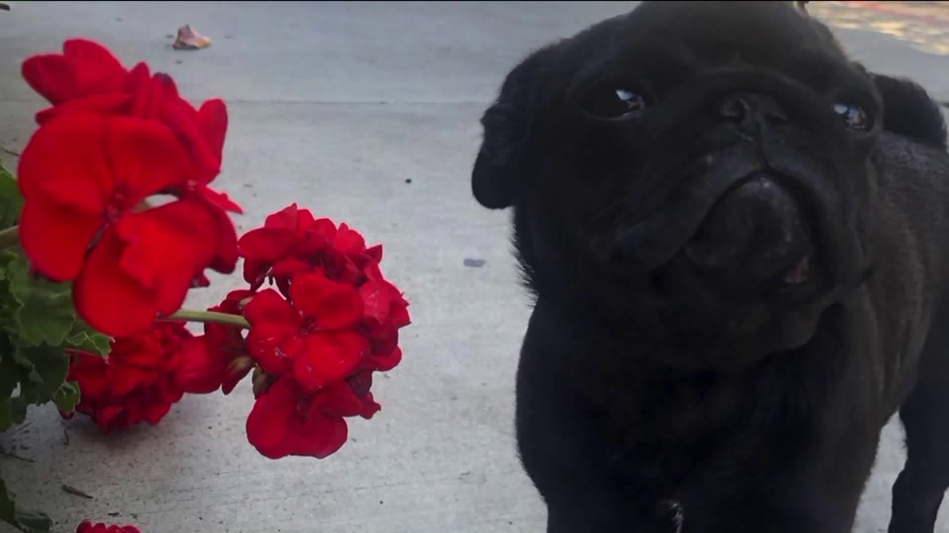 A 9-month-old pug puppy is seen in this undated photo provided by his owners.