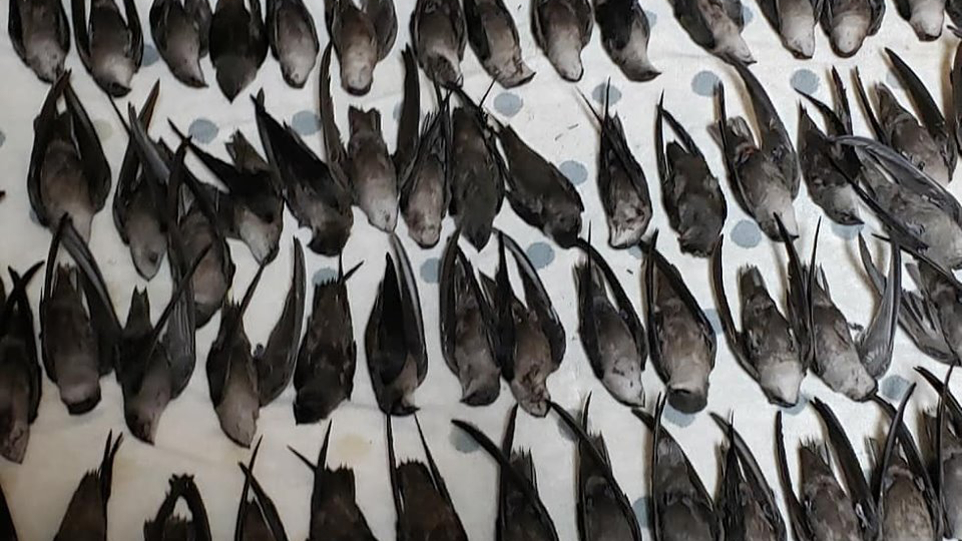 Some 310 chimney swifts that flew into the building, killing about 100 of the birds. (Credit: Carolina Waterfowl Rescue)