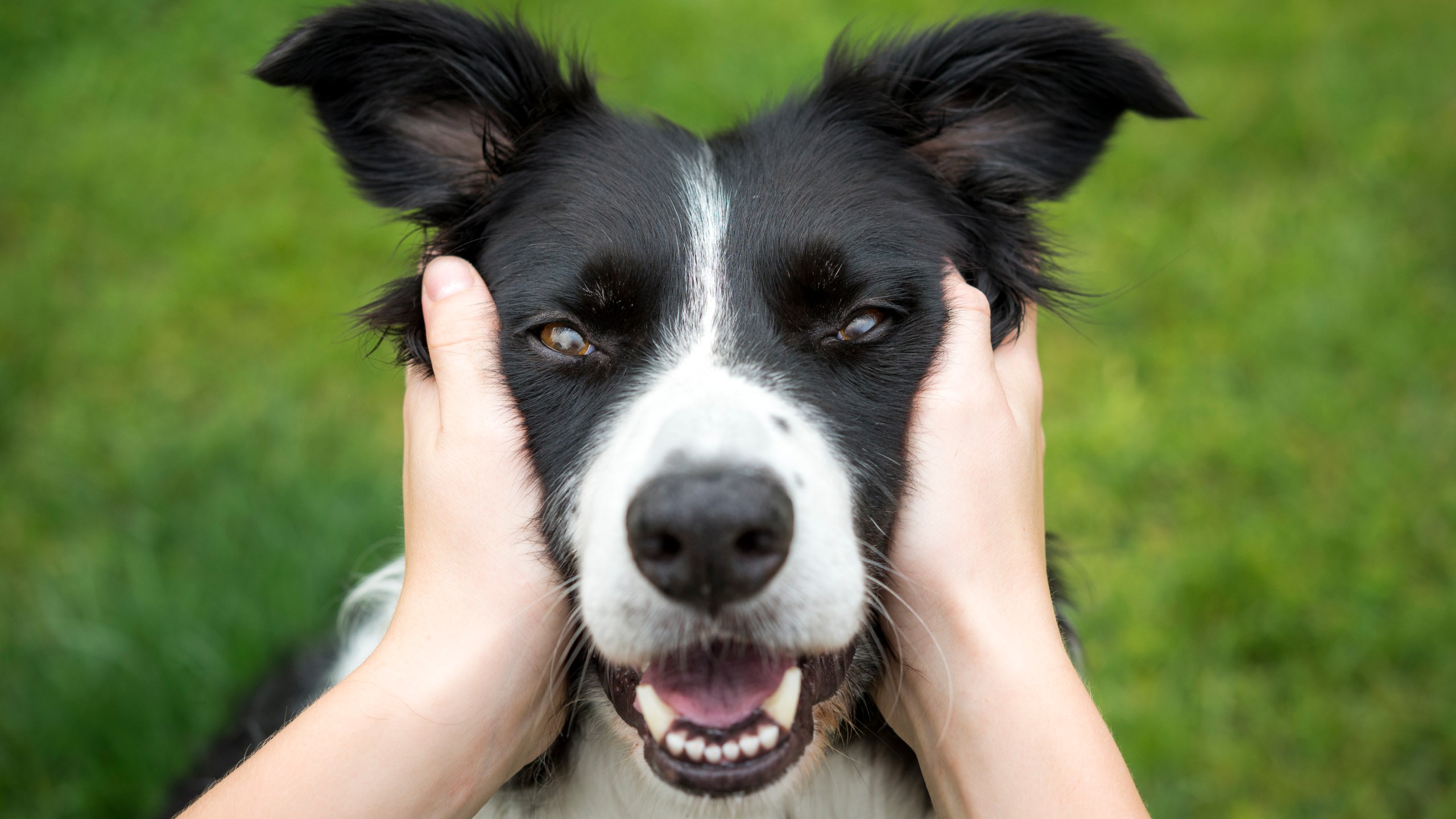 A Border Collie is seen in this file photo. (Credit: Getty Images)