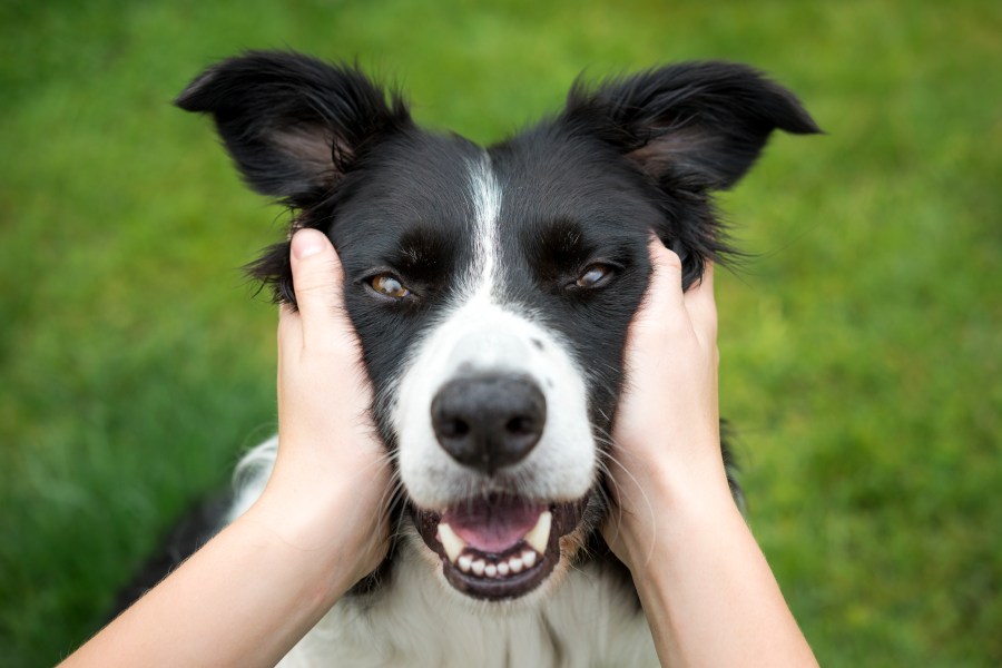 A Border Collie is seen in this file photo. (Credit: Getty Images)