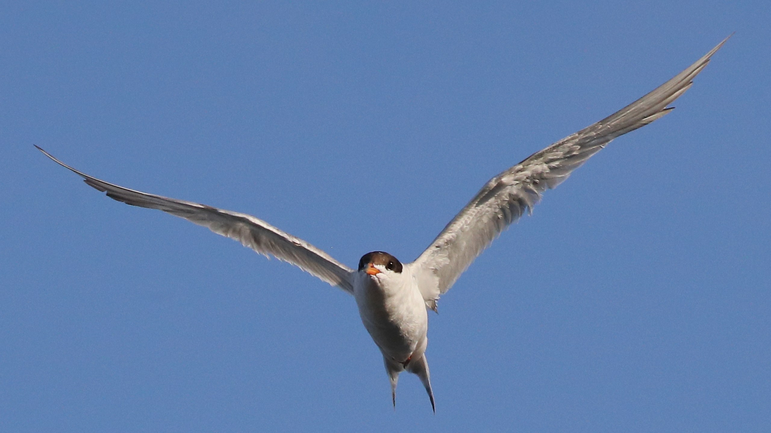 A least tern flies over Mill Pond on Aug. 2, 2018 in Centerport, New York. (Credit: Bruce Bennett/Getty Images)