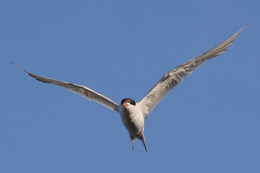 A least tern flies over Mill Pond on Aug. 2, 2018 in Centerport, New York. (Credit: Bruce Bennett/Getty Images)