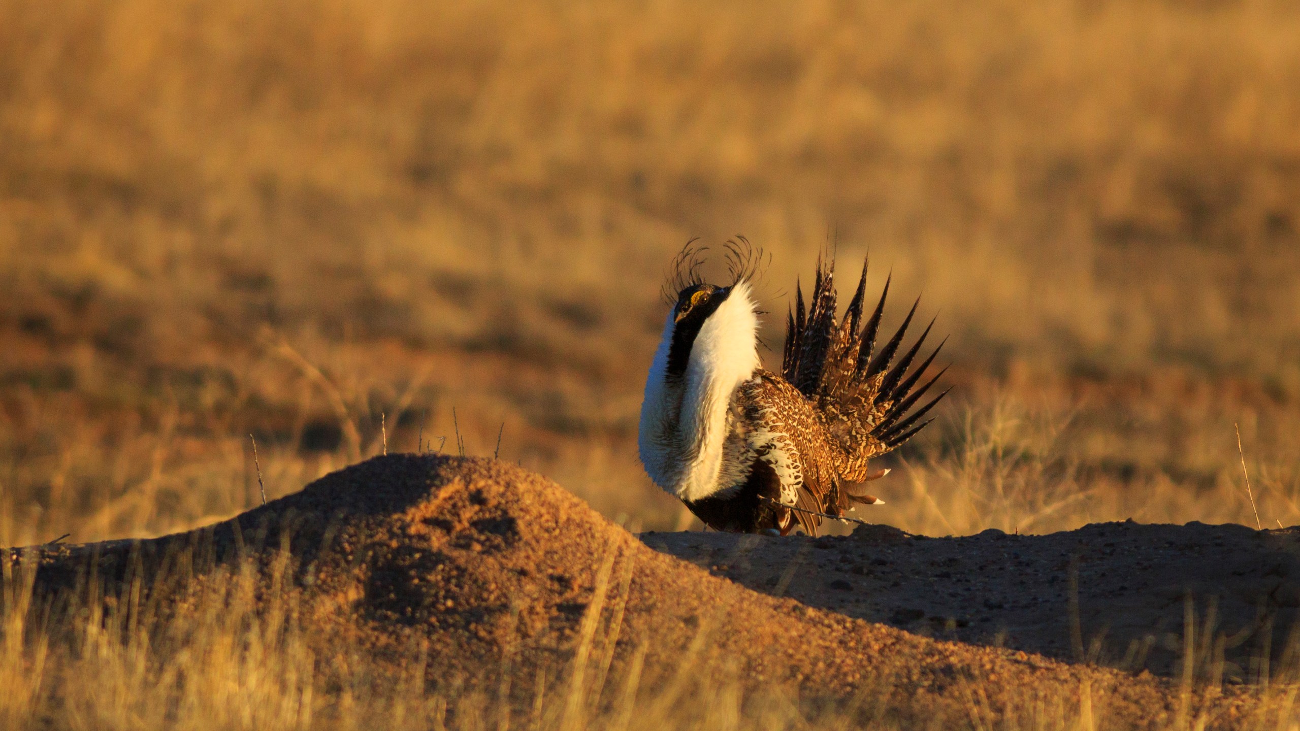 A greater sage grouse is seen in southern Utah in this undated file photo. (Credit: Getty Images)