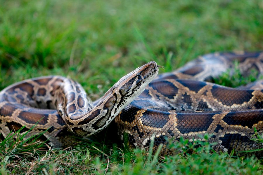 A Burmese python sits in the grass at Everglades Holiday Park in Fort Lauderdale, Florida, on April 25, 2019. (Credit: Rhona Wise / AFP / Getty Images)