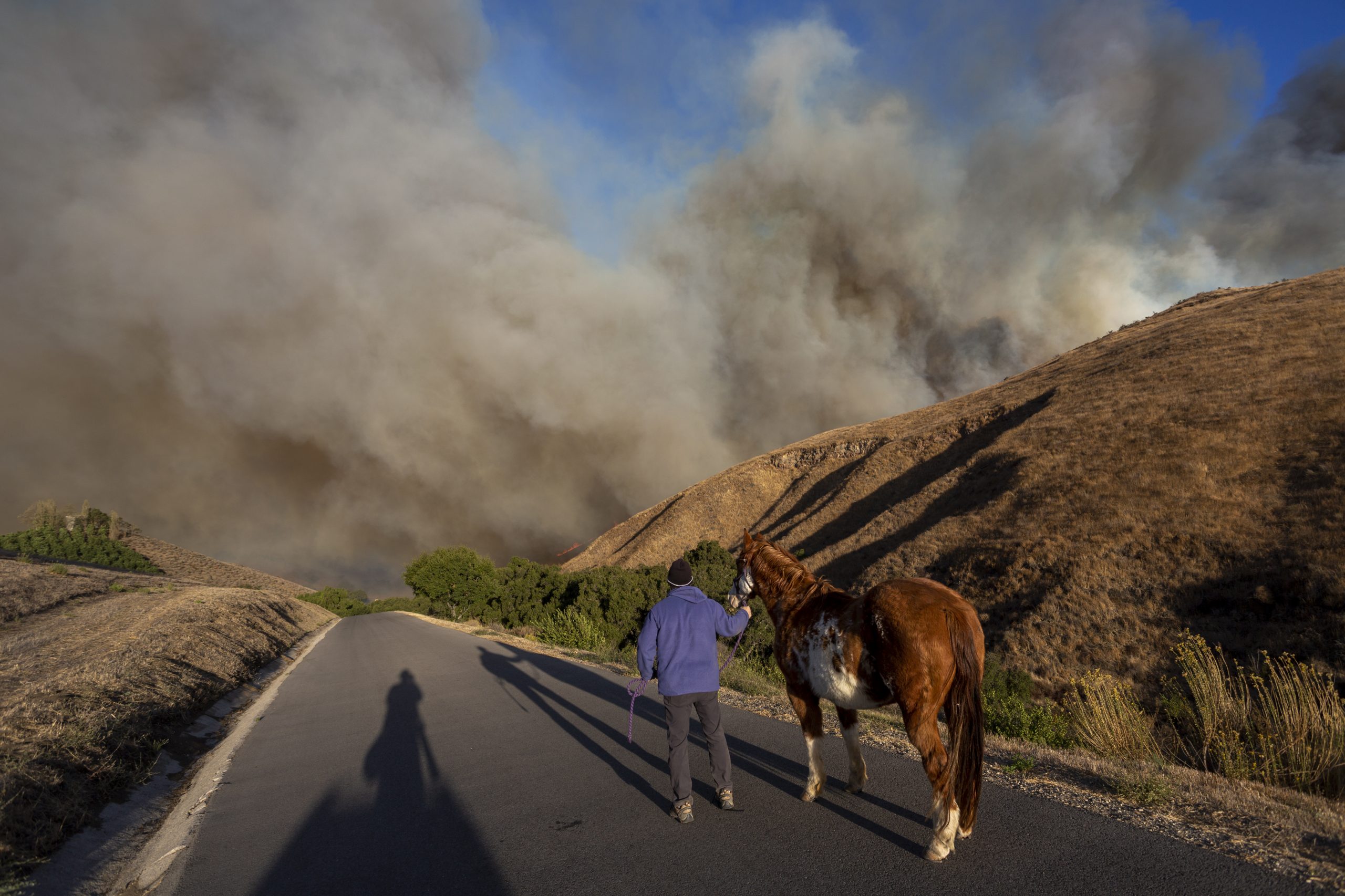 A man evacuates horses as the Easy Fire approaches on Oct. 30, 2019 near Simi Valley. (Credit: David McNew/Getty Images)