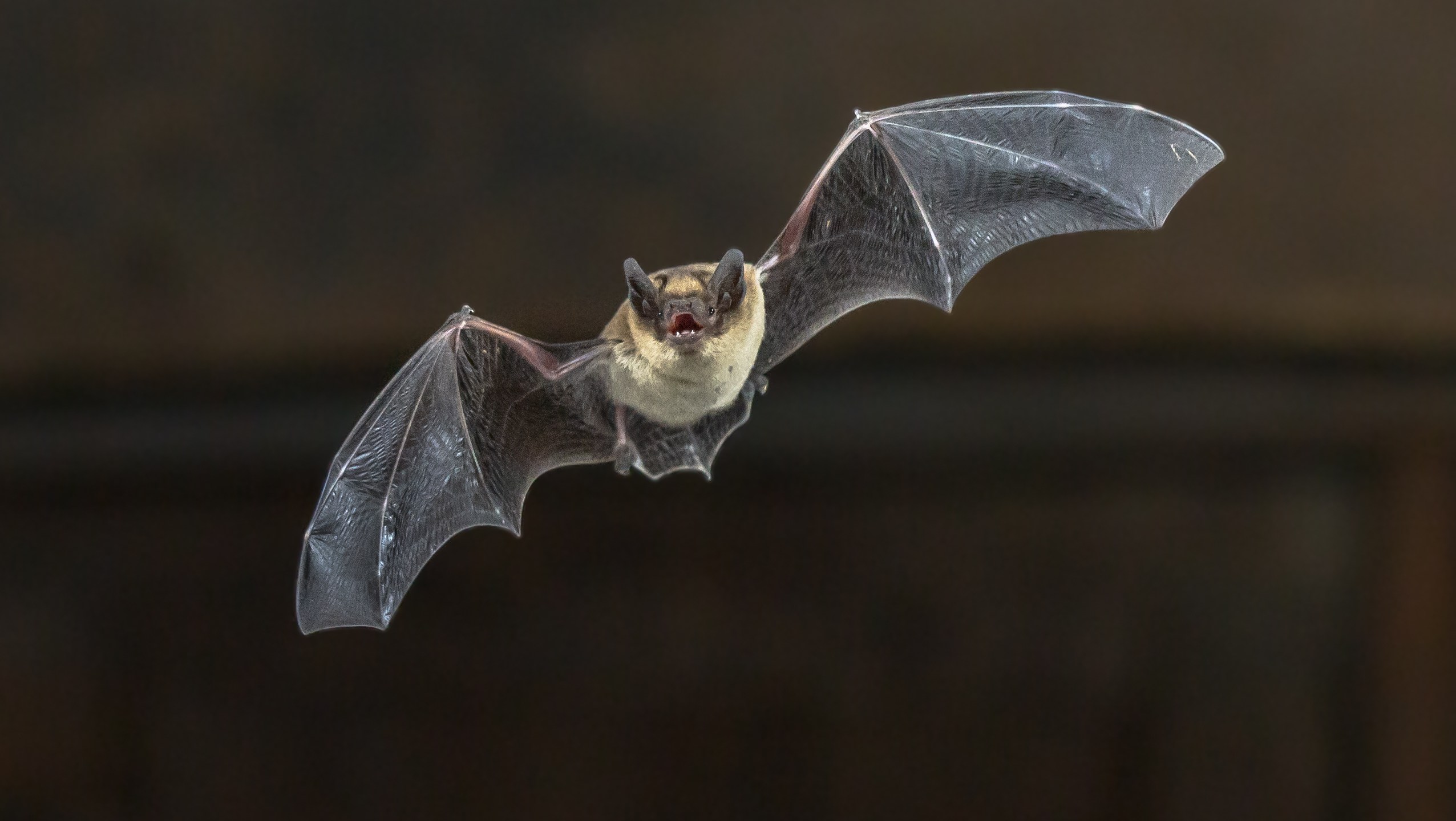 A bat is seen in an undated image. (Credit: iStock / Getty Images Plus)