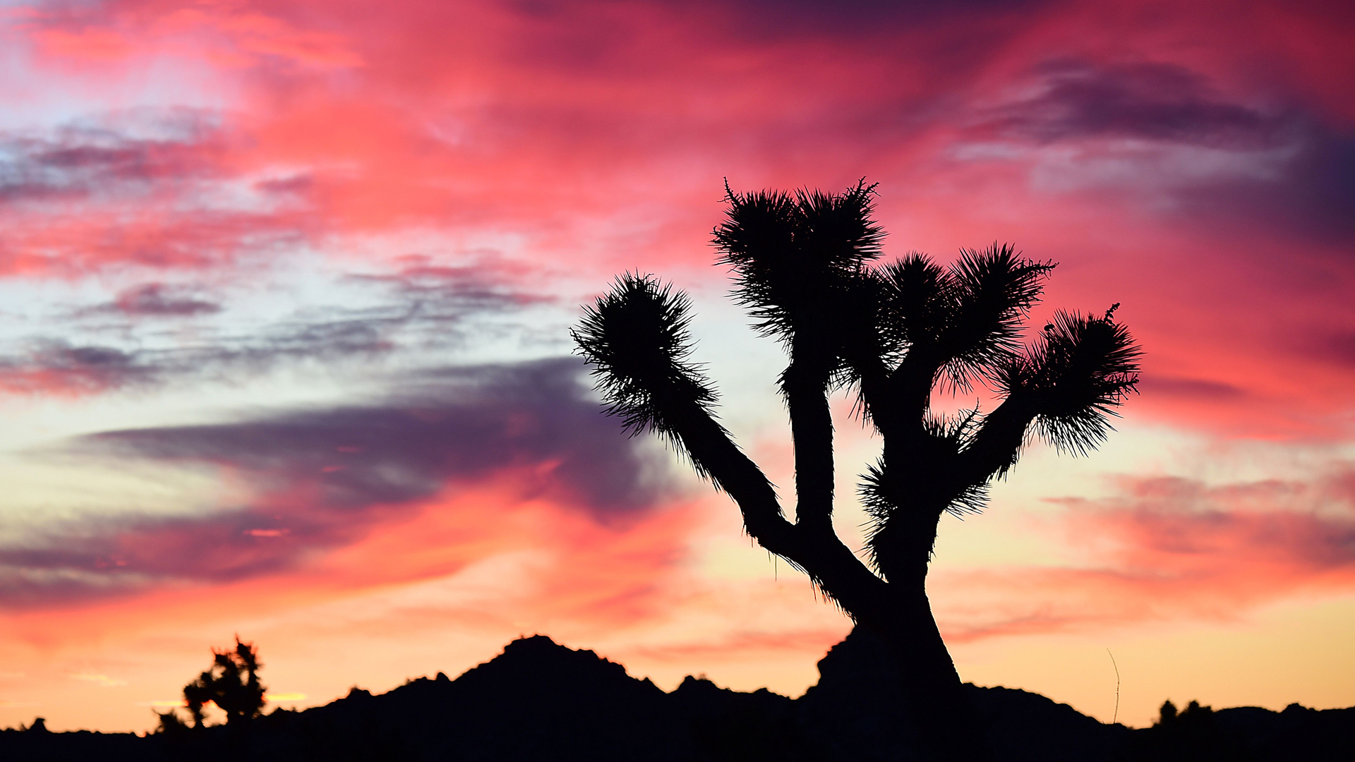 A Joshua Tree is framed by sunlit clouds before dawn in Pioneertown, in the Mojave Desert, on January 25, 2016. (Credit: ROBYN BECK/AFP/Getty Images)